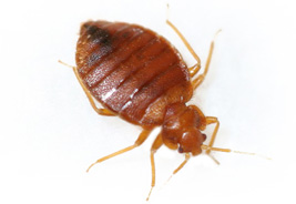 Bed Bugs